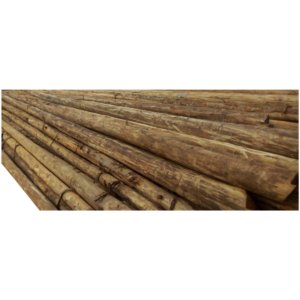 Eucalyptus / Kalitunsi -0